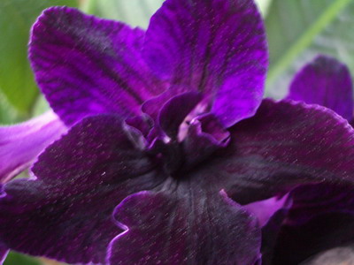 streps Bristol's Blackbird 2006 07 23.jpg