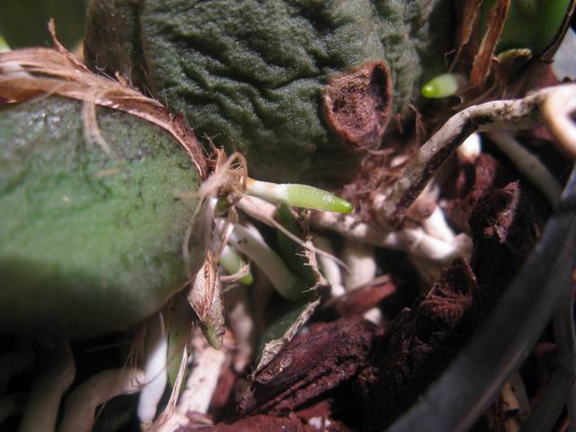 Resize of IMG_1721.JPG