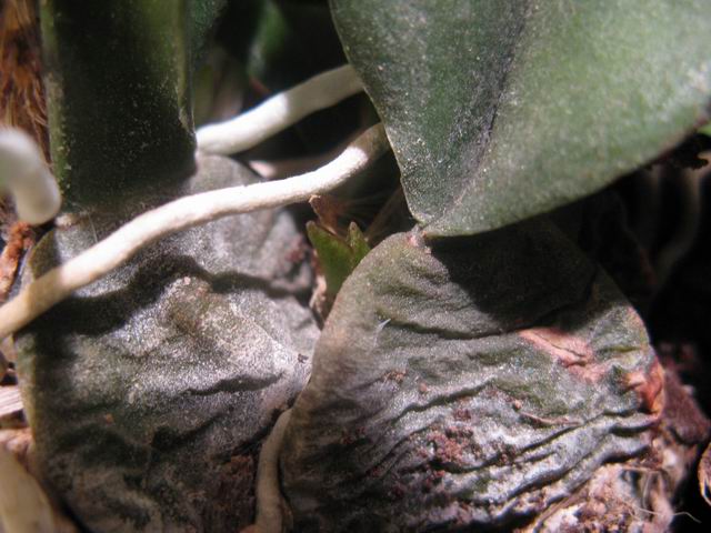 Resize of IMG_1718.JPG