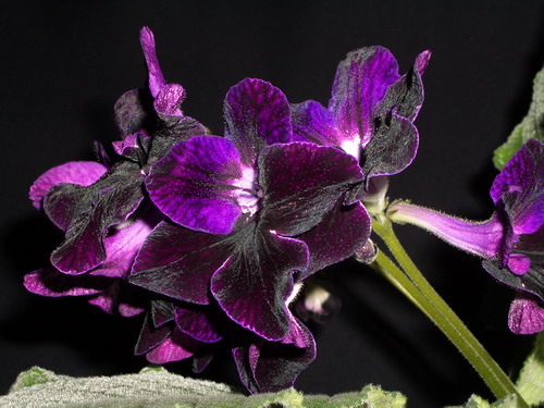 streps Bristol's Blackbird 2006 07 20.jpg