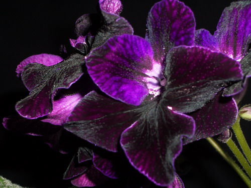 streps Bristol's Blackbird 2006 07 21.jpg