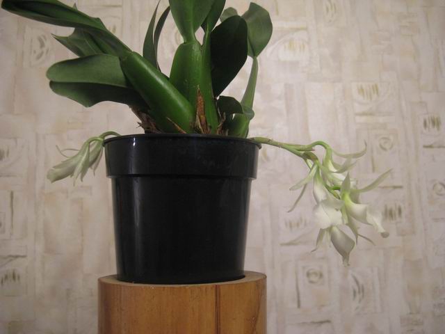 Resize of IMG_1727.JPG