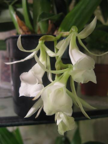 Resize of Rotation of IMG_1711.JPG