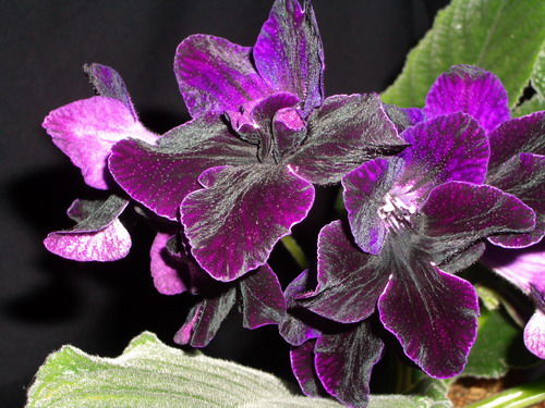 streps Bristol's Blackbird 2006 07 22.jpg