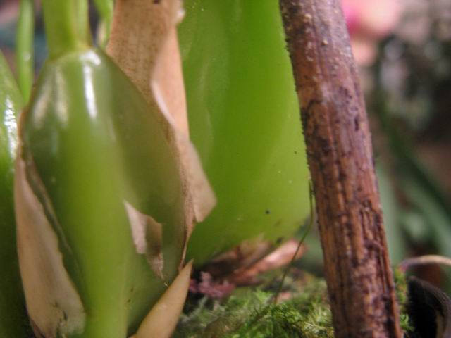 Resize of IMG_1688.JPG