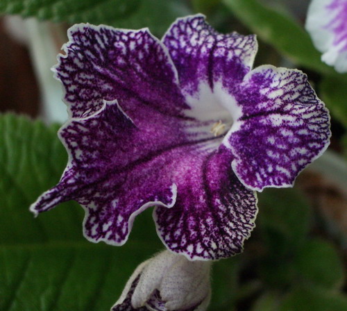 streps Calico Print 2006 07 24.jpg