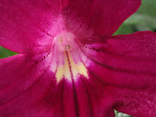 streps Christmas Morning 2006 07 22.jpg