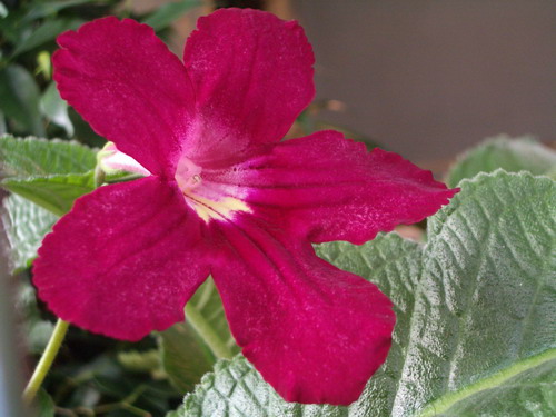 streps Christmas Morning 2006 07 21.jpg