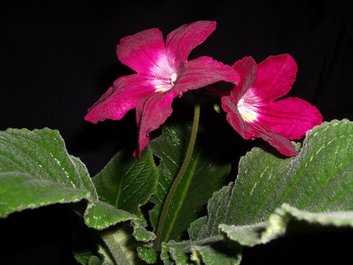 streps Christmas Morning 2006 07 24.jpg