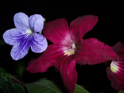 streps - 2006 07 20.jpg