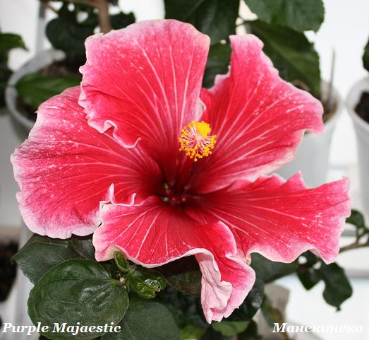 Purple Majaestic.jpg