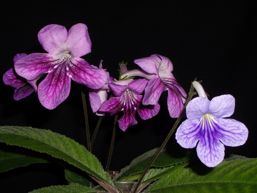 streps - 2006 07 21.jpg