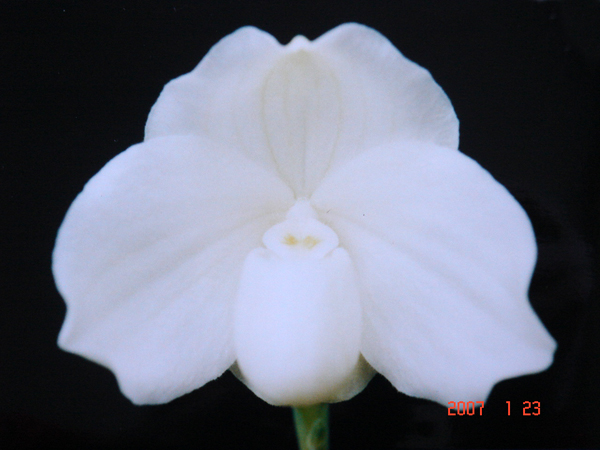 ang-thong fma. album2.jpg