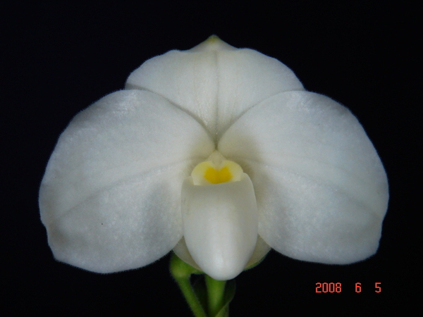 ang-thong fma. album 3.jpg