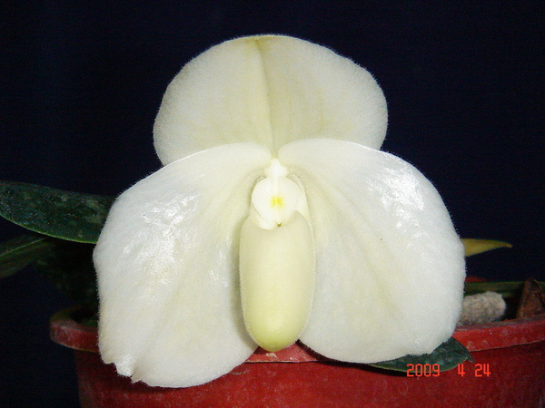 bellatulum fma. album-3.jpg