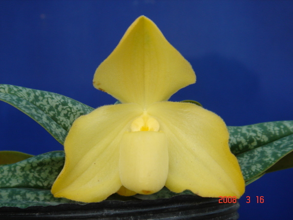 concolor fma. album 1.jpg