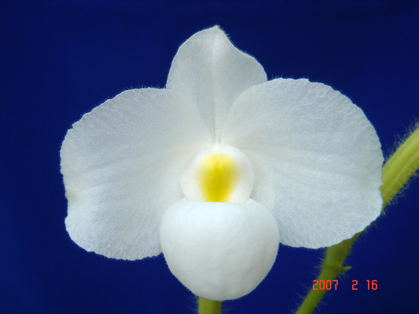 delenatii fma. album 2.jpg