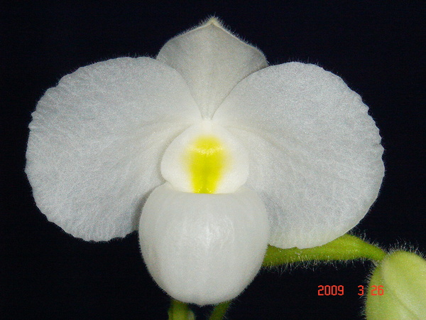 delenatii fma. album 3.jpg