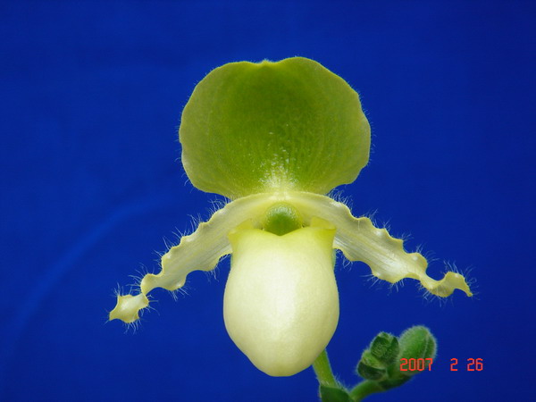 primulinum fma. album.jpg