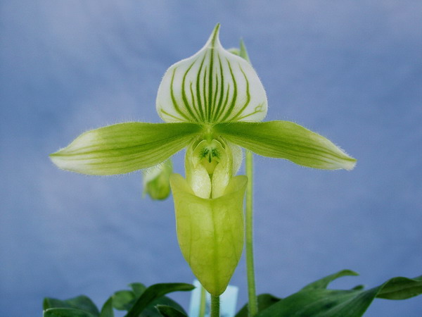 purpuratum fma. album.jpg