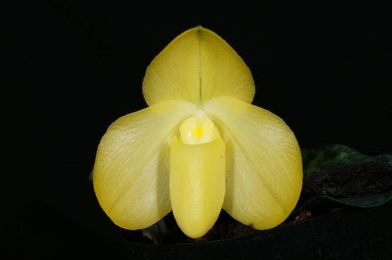 wenshanense semi album.jpg