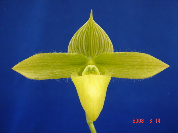 sukhakulii fma. album.jpg