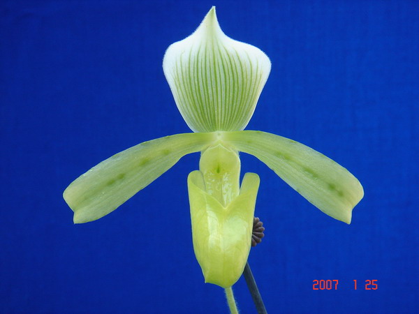 tonsum fma. album.jpg