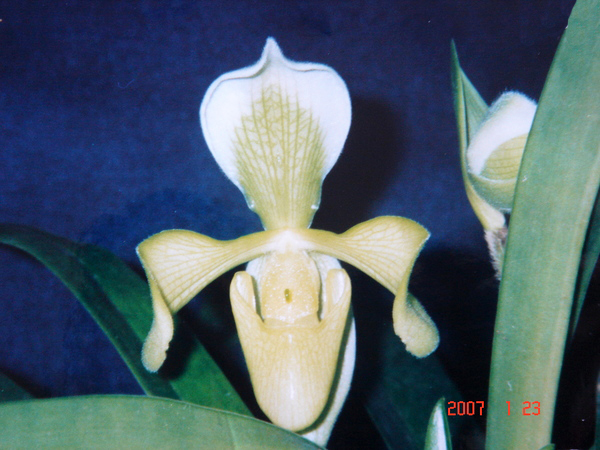 villosum fma. album1.jpg