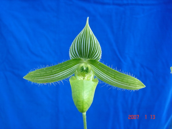 wardii fma. album-1.jpg