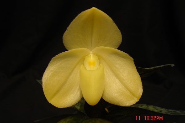 wenshanense semi album1.jpg