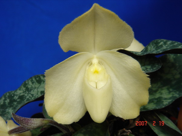 wenshanense semi album2.jpg