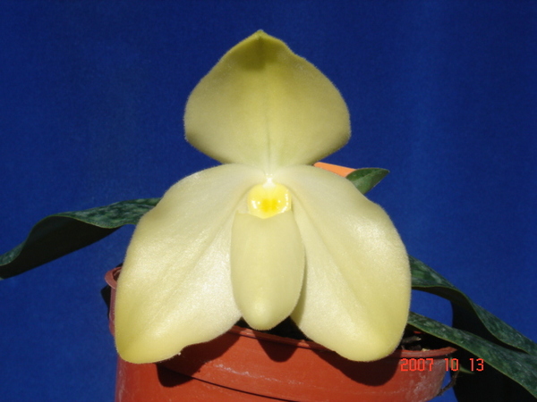 wenshanense semi album3.jpg