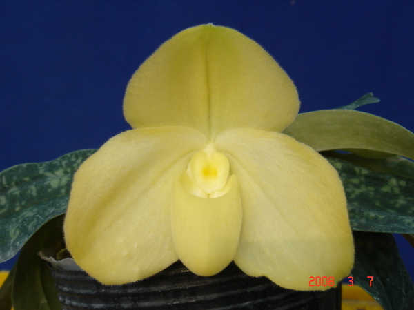 wenshanense semi album4.jpg