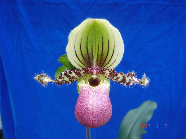 chamberlainianum 1.jpg