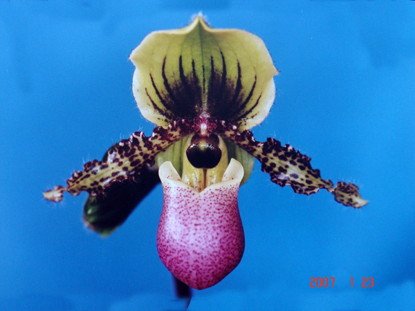 chamberlainianum 2.jpg