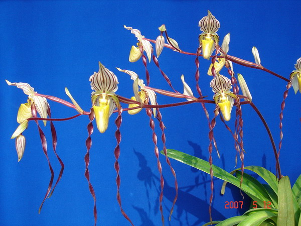 philippinense -1.jpg