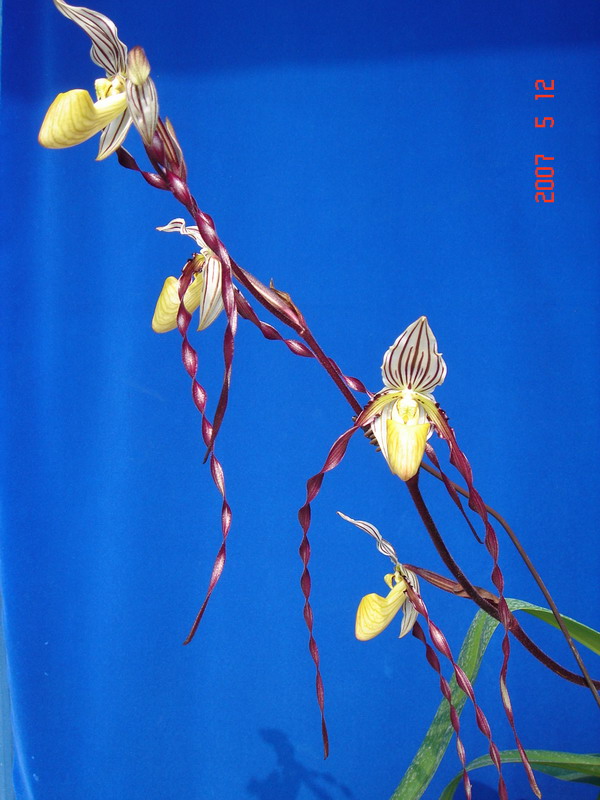 philippinense -2.jpg