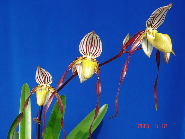 philippinense -3.jpg