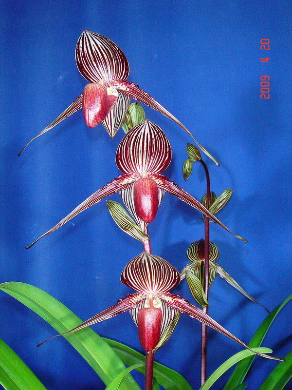 rothschildianum 1.jpg