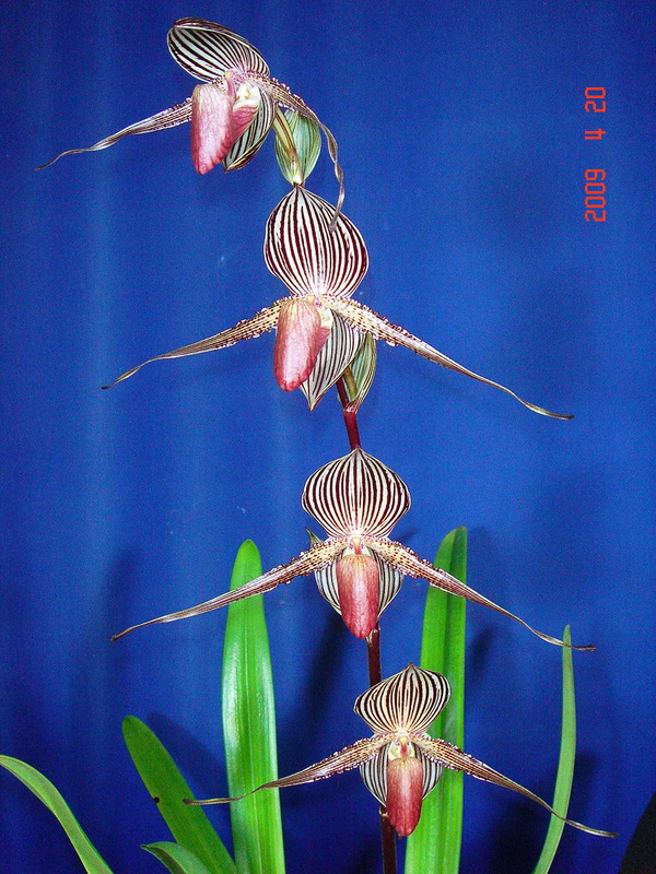 rothschildianum 2.jpg