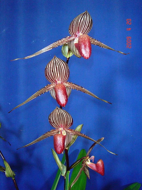 rothschildianum 3.jpg