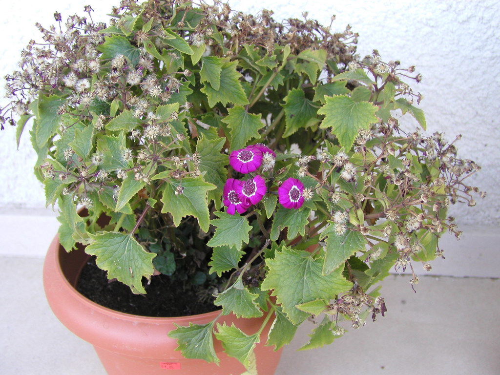 а этот цветок уже отцвел