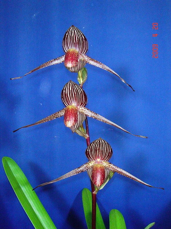 rothschildianum 4.jpg