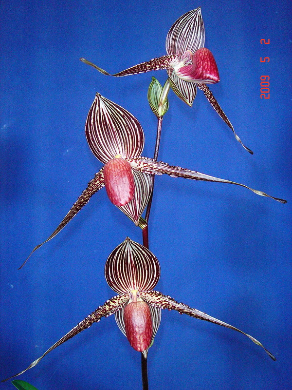 rothschildianum 5.jpg