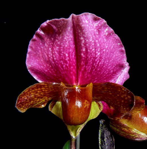 charlesworthii 1.jpg