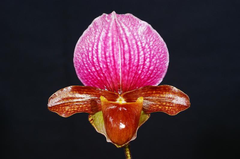 charlesworthii 2.jpg