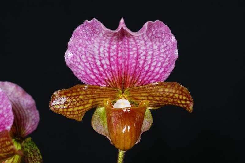 charlesworthii 3.jpg