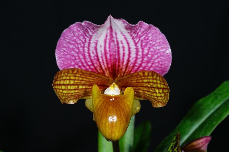 charlesworthii 5.jpg