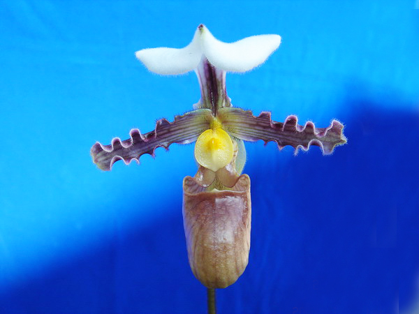 tranlienianum -1.jpg