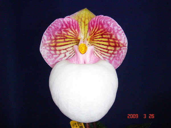 micranthum var. eburneum1.jpg